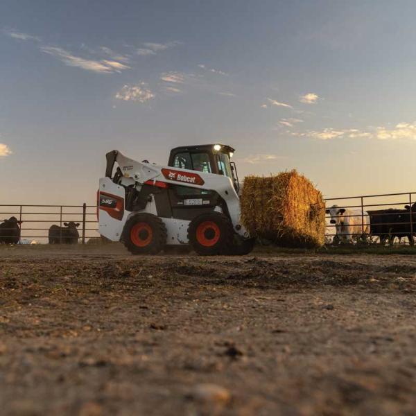 Bobcat