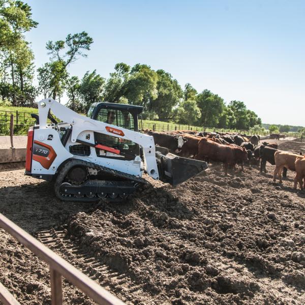 Bobcat