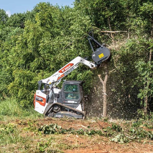 Bobcat