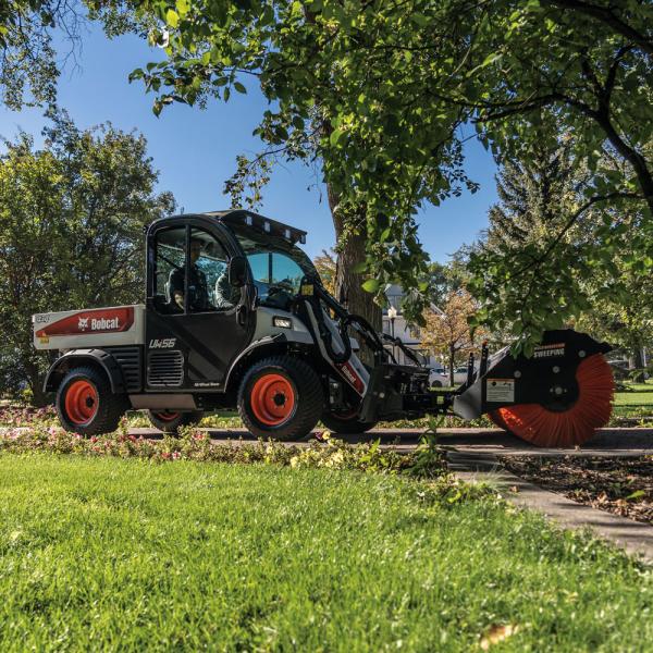 Bobcat